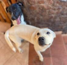 MIRKO, Hund, Mischlingshund in Bad Salzungen - Bild 68