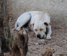 MIRKO, Hund, Mischlingshund in Bad Salzungen - Bild 8