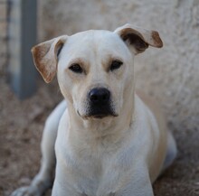 MIRKO, Hund, Mischlingshund in Bad Salzungen - Bild 9