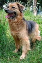 SALLY, Hund, Mischlingshund in Mering - Bild 10