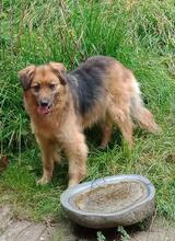 SALLY, Hund, Mischlingshund in Mering - Bild 11