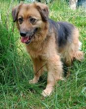SALLY, Hund, Mischlingshund in Mering - Bild 9