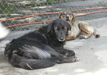 BERTILLE, Hund, Mischlingshund in Bulgarien - Bild 10