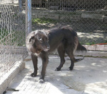 BERTILLE, Hund, Mischlingshund in Bulgarien - Bild 11