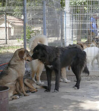 BERTILLE, Hund, Mischlingshund in Bulgarien - Bild 12