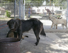 BERTILLE, Hund, Mischlingshund in Bulgarien - Bild 13