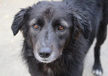 BERTILLE, Hund, Mischlingshund in Bulgarien - Bild 14