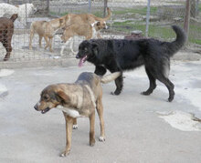 BERTILLE, Hund, Mischlingshund in Bulgarien - Bild 16