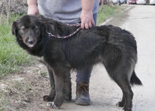 BERTILLE, Hund, Mischlingshund in Bulgarien - Bild 18