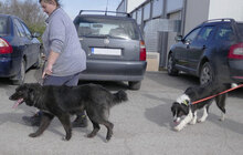 BERTILLE, Hund, Mischlingshund in Bulgarien - Bild 20