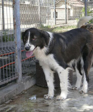 BERTULI, Hund, Mischlingshund in Bulgarien - Bild 18