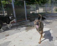 BERTULI, Hund, Mischlingshund in Bulgarien - Bild 19