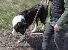 BERTULI, Hund, Mischlingshund in Bulgarien - Bild 21