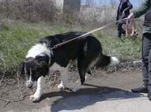 BERTULI, Hund, Mischlingshund in Bulgarien - Bild 22