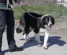 BERTULI, Hund, Mischlingshund in Bulgarien - Bild 23