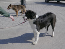 BERTULI, Hund, Mischlingshund in Bulgarien - Bild 24