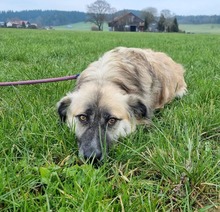 LEVI, Hund, Mischlingshund in Illertissen - Bild 3