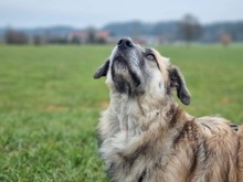 LEVI, Hund, Mischlingshund in Illertissen - Bild 6