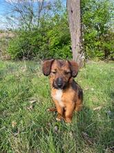 FEE, Hund, Mischlingshund in Bosnien und Herzegowina