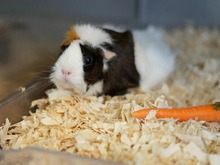 USCHI, Nager, Meerschweinchen in Hamburg