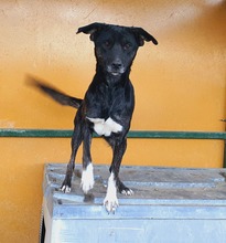 BONNIE, Hund, Mischlingshund in Lohbarbek - Bild 1