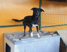 BONNIE, Hund, Mischlingshund in Lohbarbek - Bild 4