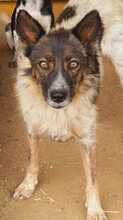SAFFRON, Hund, Mischlingshund in Mühlhausen - Bild 2