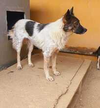 SAFFRON, Hund, Mischlingshund in Mühlhausen - Bild 4