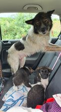 SAFFRON, Hund, Mischlingshund in Mühlhausen - Bild 5