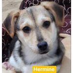 HERMINE, Hund, Mischlingshund in Rumänien