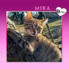 MIRA, Katze, Hauskatze in Bulgarien