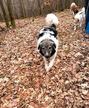 TACOMA, Hund, Mischlingshund in Niederfischbach