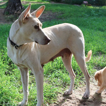 DOLLY, Hund, Mischlingshund in Göppingen