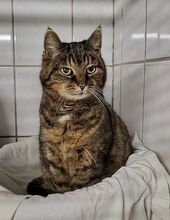 MINKA, Katze, Hauskatze in Großröhrsdorf