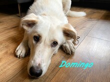 DOMINGO, Hund, Mischlingshund in Mannheim