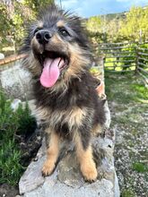 FILIPPO, Hund, Mischlingshund in Italien