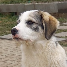 STELLA, Hund, Mischlingshund in Rumänien