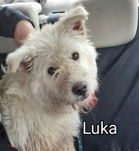 LUKA, Hund, Mischlingshund in Rumänien