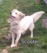 SCOOTER, Hund, Mischlingshund in Rumänien