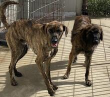 ORIANA, Hund, Segugio Maremmano-Mix in Italien - Bild 39