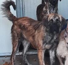 ORIANA, Hund, Segugio Maremmano-Mix in Italien - Bild 40
