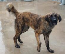 ORIANA, Hund, Segugio Maremmano-Mix in Italien - Bild 41