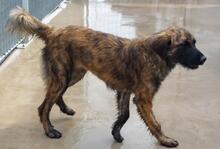 ORIANA, Hund, Segugio Maremmano-Mix in Italien - Bild 42