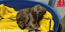ORIANA, Hund, Segugio Maremmano-Mix in Italien - Bild 43