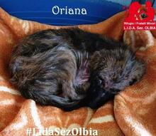 ORIANA, Hund, Segugio Maremmano-Mix in Italien - Bild 44