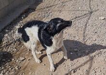 FERDINANDO, Hund, Maremmano-Mix in Italien - Bild 19