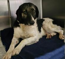 FERDINANDO, Hund, Maremmano-Mix in Italien - Bild 20