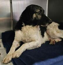 FERDINANDO, Hund, Maremmano-Mix in Italien - Bild 21