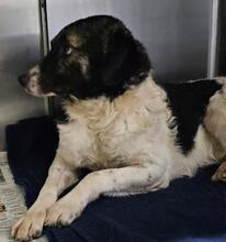 FERDINANDO, Hund, Maremmano-Mix in Italien - Bild 22