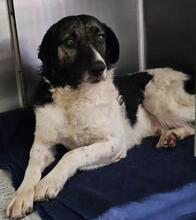 FERDINANDO, Hund, Maremmano-Mix in Italien - Bild 23
